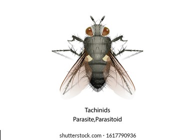 Tachinids insect is predator or parasitoid vector.Eat or parasite in Mahasena corbetti.