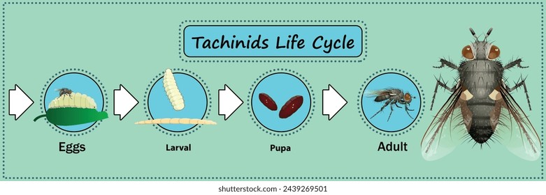 Tachinids Life Cycle vector for education,agricultural,science and graphic design.Predator and parasite.