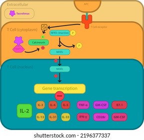 Tacrolimus zellulärer Wirkmechanismus Schaltplan - Anzeige der T-Zell-Rezeptor-Reaktion, Calcineurin-und NkFB-Hemmung, Gentranskriptionsregulierung