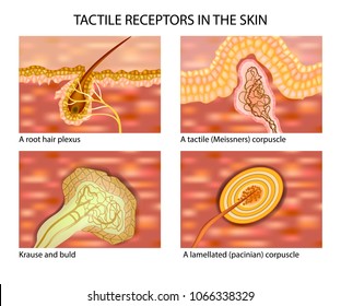 Touch Receptor Images Stock Photos Vectors Shutterstock