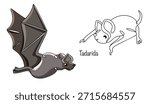 Tadarida. Two hand-drawn bats. They have large folds of skin around their lips, a gray-brown body, and long, leathery wings. Vector illustration.