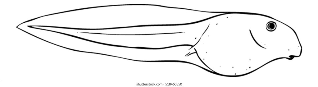 Tadpole Drawing - Vector