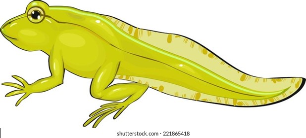 Tadpole with legs