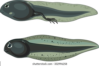 tadpole and tadpole with legs