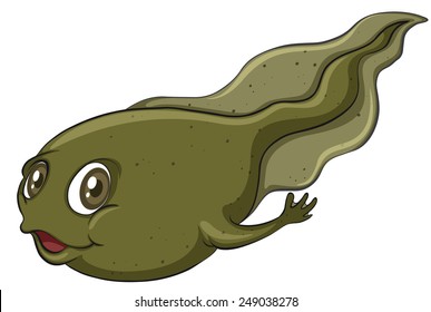 A tadpole on a white background