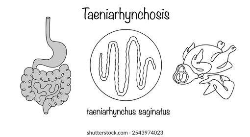 Taeniarhynchosis. Helminthiasis that affects the upper part of the human gastrointestinal tract when eating insufficiently processed meat. Medical vector.