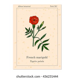 Tagetes erecta, or marigold, vector illustration