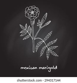 Tagetes erecta, or Mexican marigold, vector illustration