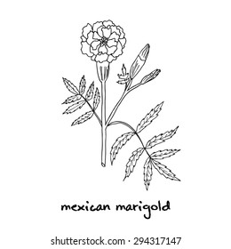 Tagetes erecta, or Mexican marigold, vector illustration