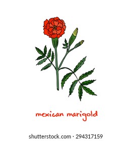 Tagetes erecta, or Mexican marigold, vector illustration