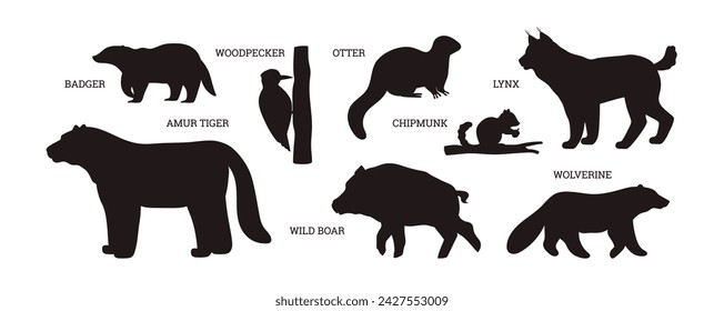 Silueta de animales de Taiga con nombres establecidos. Colección de iconos de representantes de fauna silvestre. Ilustraciones vectoriales aisladas de tejón, tigre de amur, lobo, pájaro carpintero, lince, nutria, ardilla y jabalí.