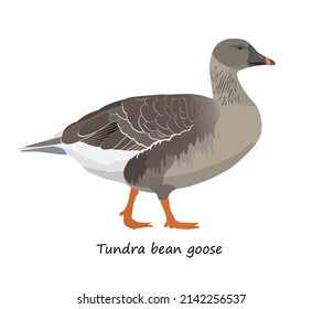 Taiga bean goose isolated on white background. Vector illustration