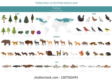 Taiga biome, boreal snow forest. Terrestrial ecosystem world map. Animals, birds, fish and plants infographic design. Vector illustration