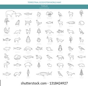 Taiga biome, boreal snow forest thin simple line design. Terrestrial ecosystem world map. Animals, birds, fish and plants infographic elements. Vector illustration