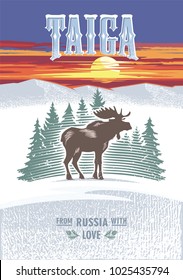 Taiga, Moose horned on the background of fir trees, sunset, Russia, love, colour poster, illustration, vector