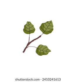 Taiga and northern European aspen tree branch, flat vector illustration isolated on white background. Plant of taiga nature and northern climate forest.