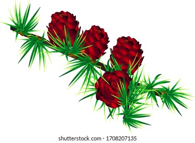 rosa taiga de árbol de coníferas con conos rojos