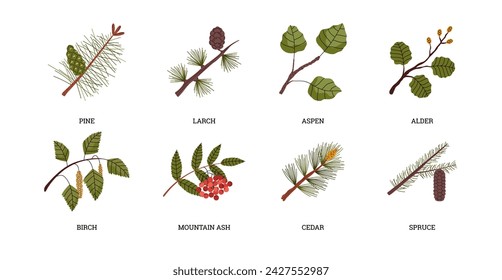 Árboles y plantas de Taiga, conjunto de infografía de bioma natural de bosque de nieve, ilustración vectorial plana aislada sobre fondo blanco. Coníferas Taiga y árboles caducifolios.