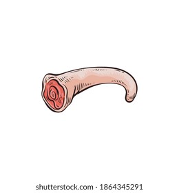 Tail part of pork carcass - icon, vector illustration in sketch style isolated on white background. Piece of uncooked meat image or sign for butchery stores.