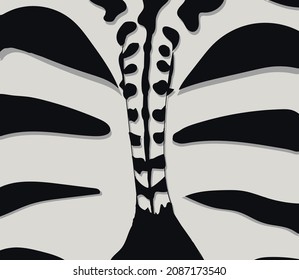 tail and skin pattern of zebra contain black and white color for creative work ,textile and fashion