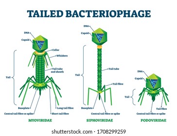 Tailed bacteriophage vector illustration. Labeled virus educational scheme. Myoviridae, siphoviridae and podoviriade comparison with detailed structure diagram. Caudovirale description biology handout