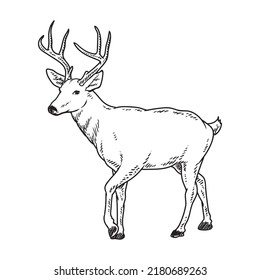 tailed deer detailed drawing vector