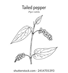 Tailed pepper, or cubeb (piper cubeba), edible and medicinal plant. Hand drawn botanical vector illustration