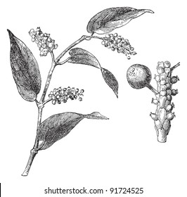 Tailed Pepper - Piper Cubeba (Medicinal plant) - Vintage illustration from Meyers Konversations-Lexikon 1897