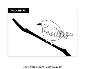 Tailorbird with small and fat body, small and slightly long beak, black and white, outline, vector illustration.