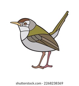 Tailorbird.Vector illustration isolated on white background.
