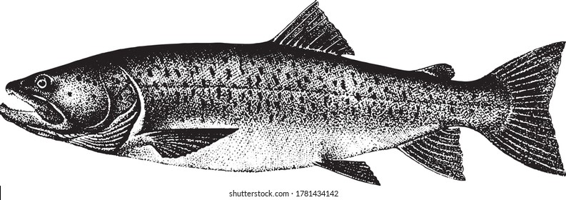 Taimen salmon  Fish