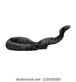 taipan hand drawing vector illustration isolated on white background