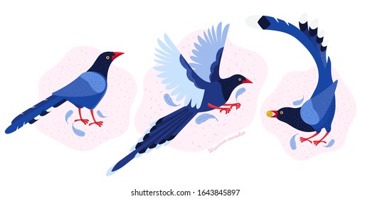 Taiwan azure magpie. Set exotic birds of Taiwan and of Asia. Urocissa caerulea. Cute Blue cartoon bird a in different poses and movements. Hand drawn vector flat illustration in Scandinavian style