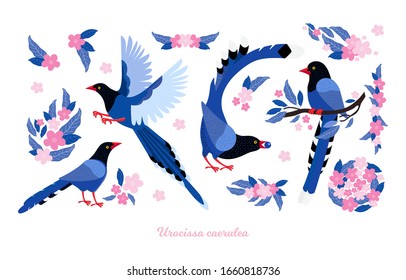 Taiwan azure magpie. Set exotic birds and pink tropical flowers of Taiwan and of Asia. Urocissa caerulea. Cute Blue cartoon bird a in different poses and movements. Hand drawn vector flat illustration