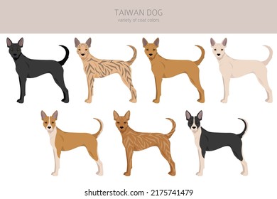 Taiwan dog clipart. Different poses, coat colors set.  Vector illustration