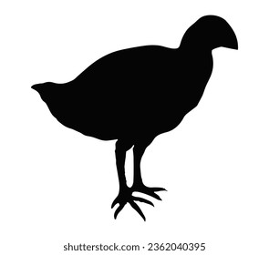 Takahe Vogel schwarze Silhouette Vektorgrafik auf weißem Hintergrund.