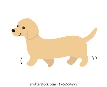 take a walk. dog. dachshund. 