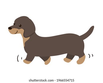 take a walk. dog. dachshund. 