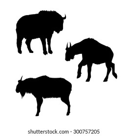 Takin vector icons and silhouettes. Set of illustrations in different poses.