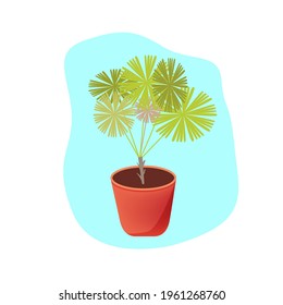 Talipot palm in a clay pot. Isolated vector cliipart in flat style on white background. 