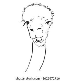 talking llama, alpaca, vector sketch illustration 
