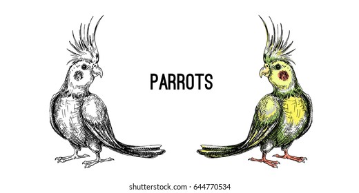 Talking parrots. Vector illustration of a sketch on a pet theme.