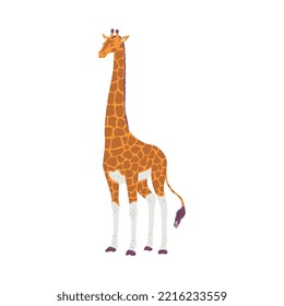 Tall African giraffe flat style, vector illustration isolated on white background. Southern herbivore, African animal, decorative design element for web and print