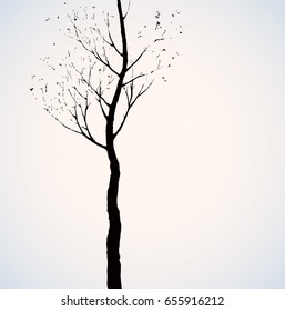 Tall aspen. Romantic outdoor wintertime scenery view with space for text on evening sky. Freehand dark ink hand drawn picture logo sketchy in artistic retro style