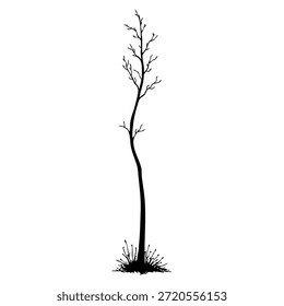Tall bare tree with few branches stands alone