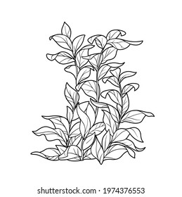 Tall big algae coloring book linear drawing isolated on white background