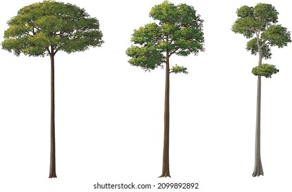 Tall And Big Trees, Vector Illustration Isolated On White Background