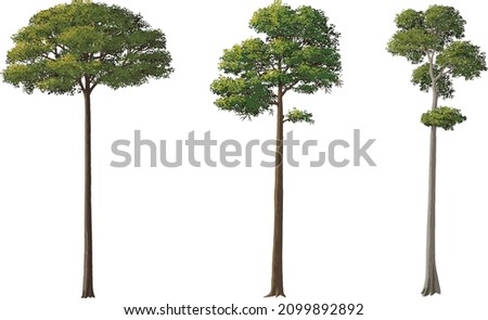 Similar – Image, Stock Photo Tall trees in green forest on sunny day