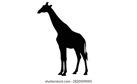 Tall black giraffe silhouette standing gracefully, isolated on a plain white background for wildlife designs.