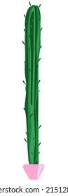 Tall cactus in a pink pot